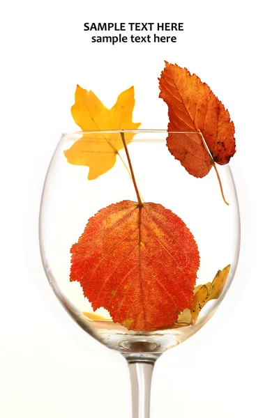 秋天的树叶与玻璃酒杯 — 图库照片