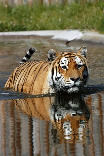 Дикого тигра — стокове фото