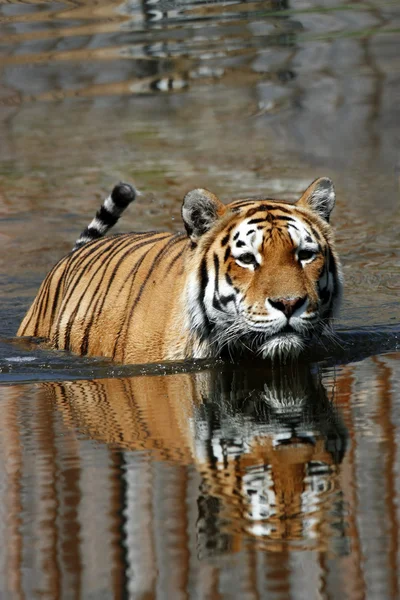 Wild Tiger — Stock Photo, Image