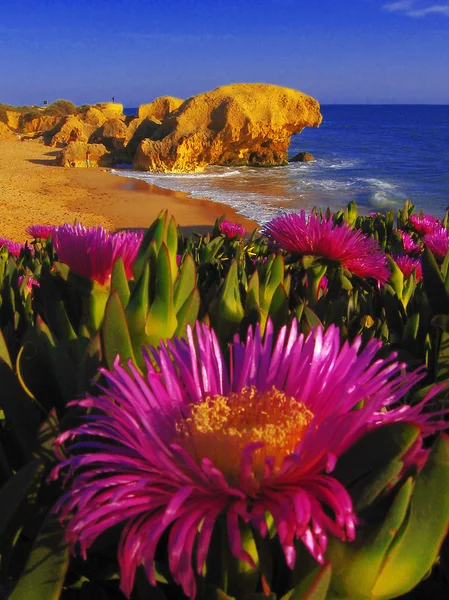 春の時間の間に美しい海岸でポルトガル、アルガルヴェ — ストック写真