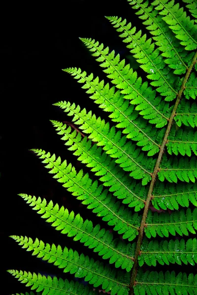 Fern leaf — Stock Photo, Image