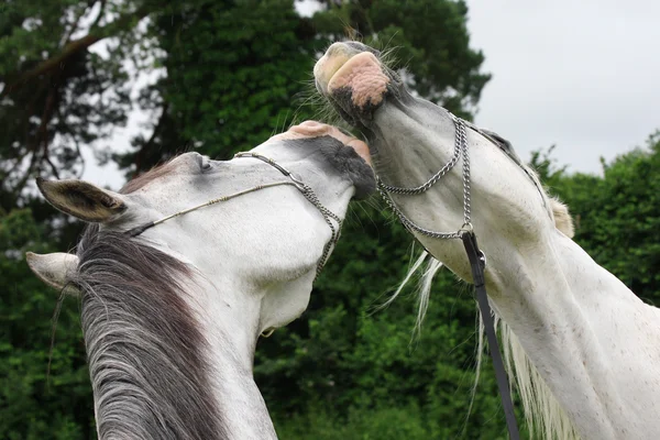 Schöne verliebte Pferde isoliert auf schwarzem Hintergrund — Stockfoto