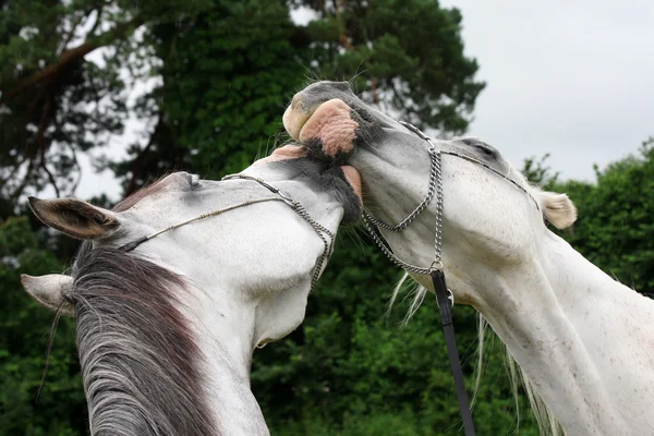 Belos cavalos apaixonados isolados no fundo preto — Fotografia de Stock