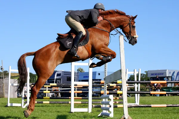 Коні гонки, показувати стрибки Ліцензійні Стокові Фото