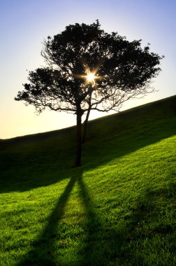 Tree with sun beam in park, Plymouth, England clipart