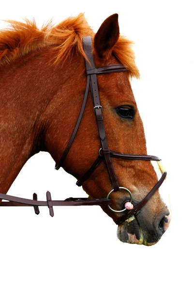 Красивий коричневий кінь, англійський чистокровний ізольований на білому тлі — стокове фото