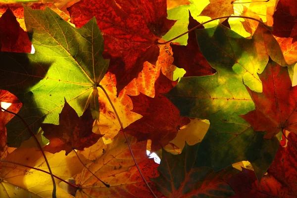 Beau fond de feuilles d'érable — Photo