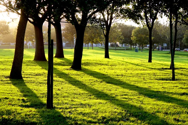 Höst skog — Stockfoto