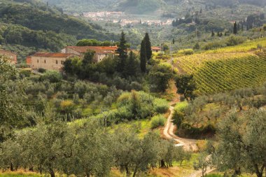 İtalya Floransa'da yakınındaki ünlü Tuscany üzüm bağları