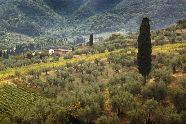 Berühmte toskanische weinberge in der nähe der florenz in italien — Stockfoto