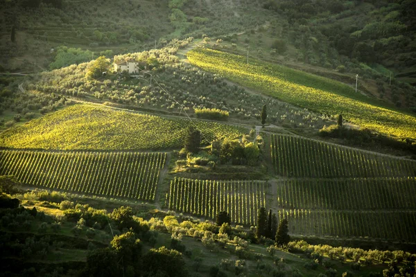 Slavné toskánské vinice nedaleko Florencie v Itálii — Stock fotografie