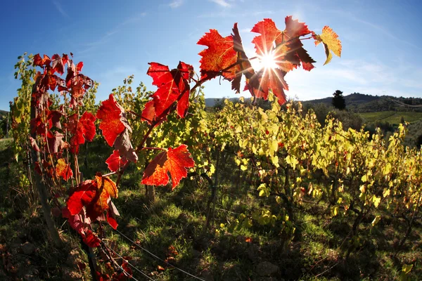 Famosos viñedos en Toscana cerca de Florencia en Italia — Foto de Stock