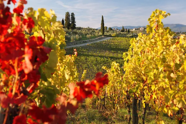 İtalya Floransa'da yakınındaki ünlü Tuscany üzüm bağları — Stok fotoğraf