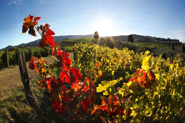 Famosos viñedos en Toscana cerca de Florencia en Italia — Foto de Stock