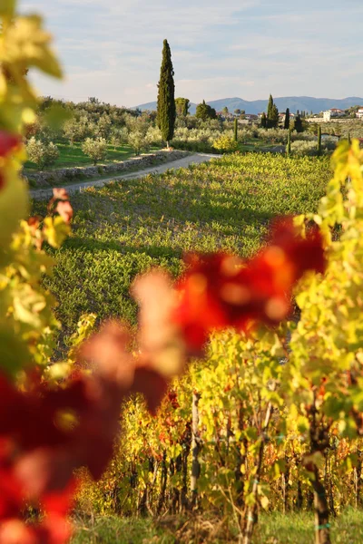 Famosos viñedos en Toscana cerca de Florencia en Italia — Foto de Stock