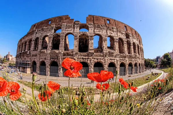 Colosseum during spring time, Rome, Italy — Stock Photo, Image