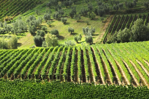 Famosos viñedos en Toscana cerca de Florencia en Italia —  Fotos de Stock