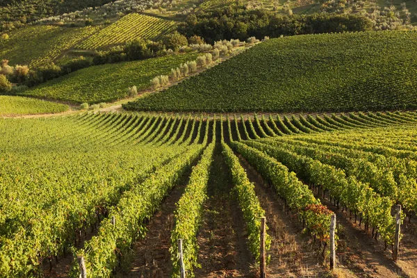 İtalya Floransa'da yakınındaki ünlü Tuscany üzüm bağları