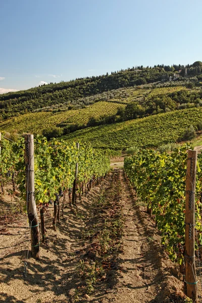 İtalya Floransa'da yakınındaki ünlü Tuscany üzüm bağları — Stok fotoğraf