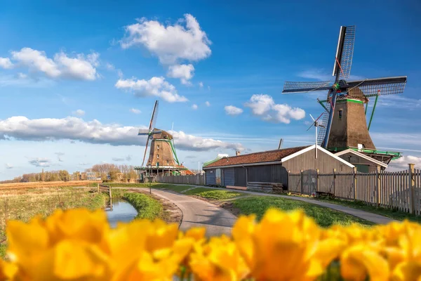 Традиционные Голландские Ветряные Мельницы Тюльпанами Против Голубого Неба Zaanse Schans — стоковое фото