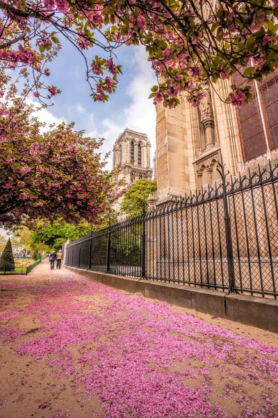 Bloeiende Boom Met Notre Dame Kathedraal Tijdens Lente Parijs Frankrijk — Stockfoto