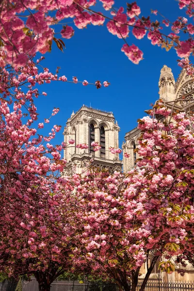 Parigi Cattedrale Notre Dame Con Alberi Primaverili Francia — Foto Stock