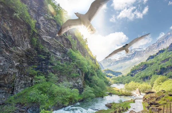 Deep Valley River Norwegian Fjords Seagulls Close Train Journey Flamsbana — Foto de Stock