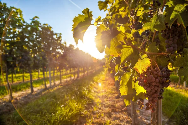 Tramonto Oro Sui Vigneti Della Valle Wachau Patrimonio Mondiale Dell — Foto Stock