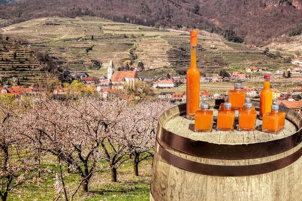 Albaricoques Bebidas Barril Contra Iglesia Pueblo Spitz Durante Primavera Wachau — Foto de Stock