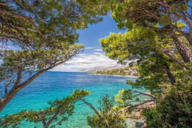 View of Croatian coast with pine trees in Brela, Makarska, Dalmatia, Croatia