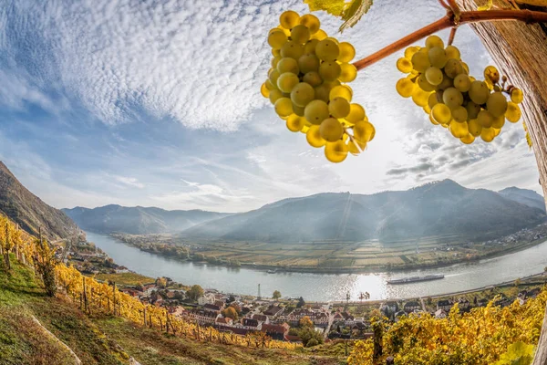 Vinhedos Coloridos Vale Wachau Contra Aldeia Spitz Com Rio Danúbio — Fotografia de Stock