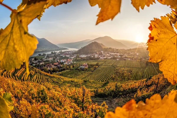 Vinhedos Coloridos Vale Wachau Contra Aldeia Spitz Com Rio Danúbio — Fotografia de Stock