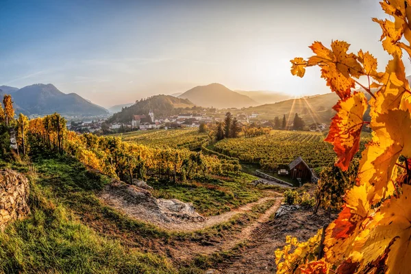 Colorful Vineyards Wachau Valley Spitz Village Danube River Austria Unesco — Stock Photo, Image