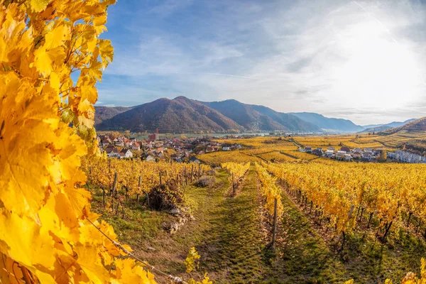 Kostel Vesnici Weissenkirchen Podzimními Vinicemi Údolí Wachau Rakousko Unesco — Stock fotografie