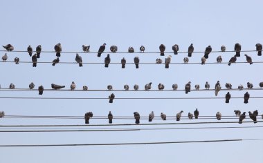 Flock of pigeons sit on wires. Yangon. Myanmar. clipart