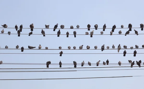 Flock of pigeons sit on wires. Yangon. Myanmar. — Stock Photo, Image