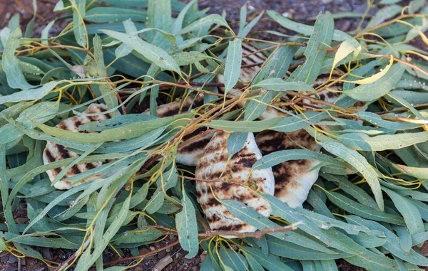 geleneksel bush tucker mangalda et okaliptüs yaprakları. Flinders aralıkları. Güney Avustralya.