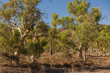 Eucalyptus on dry creek bed. Flinders Ranges. South Australia. clipart