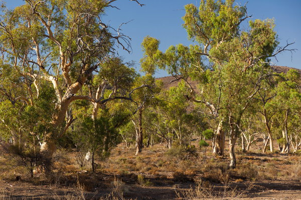 Eucalyptus on dry creek bed. Flinders Ranges. South Australia.