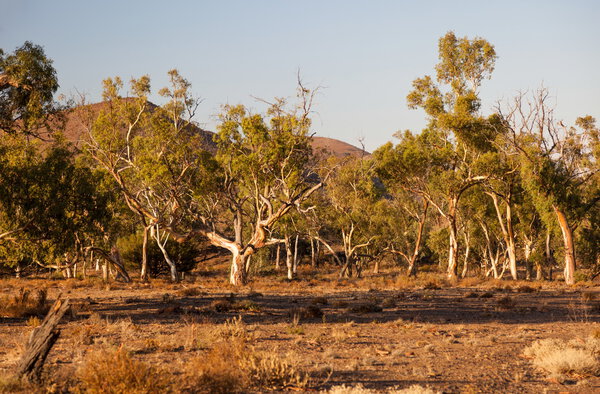 Eucalyptus on dry creek bed. Flinders Ranges. South Australia.