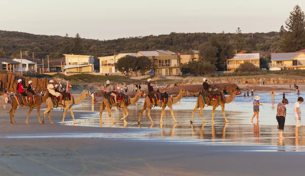 Kameler på stranden stockton. Port stephens. Anna bay. Australien. — Stockfoto