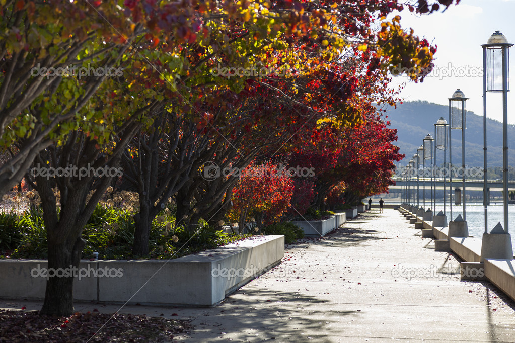 Autumn colours. Embankment of Burley Griffin Lake near National 