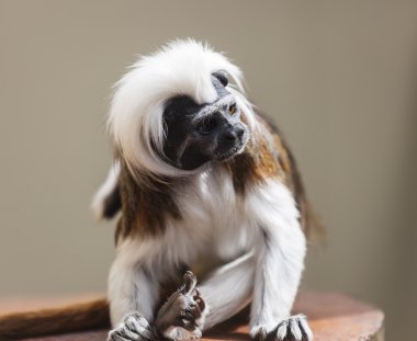 Cotton-Top Tamarin (Saguinus Oedipus). They are one of  the smallest of the primates.  Live in Costa Rica and north western Columbia. clipart