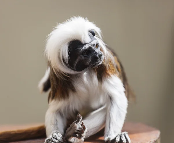 Katoenen-top tamarin (saguinus oedipus). ze zijn een van de kleinste van de primaten. Live in costa rica en Noord West columbia. — Stockfoto