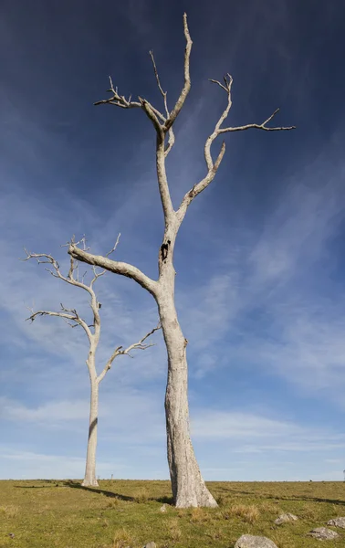 Tipico paesaggio di campagna con alberi morti. Bingie. Nsw. Australia . — Foto Stock