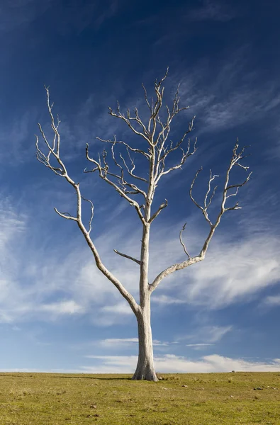 Tipico paesaggio di campagna con albero morto. Bingie. Nsw. Australia . — Foto Stock