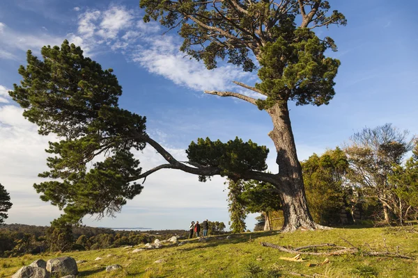 Büyük çam ağacı ile peyzaj. bingie. NSW. Avustralya. — Stok fotoğraf