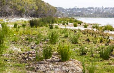 Coila göl. bingie (morua) yakın. NSW. Avustralya