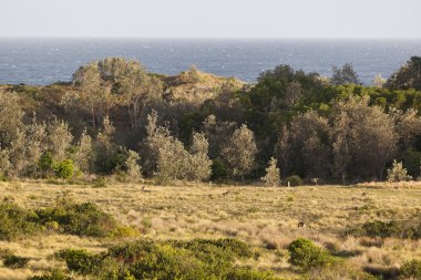 Kanguru gün batımında. eurobodalla Milli Parkı. NSW. Avustralya