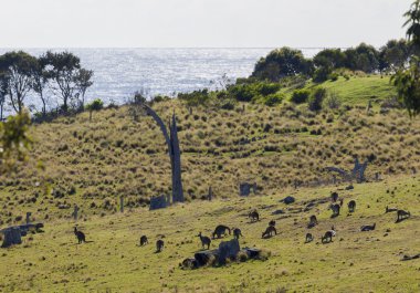 Kanguru otlatma. bingie (morua) yakın. NSW. Avustralya
